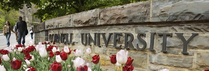tulips in from of Cornell University sign